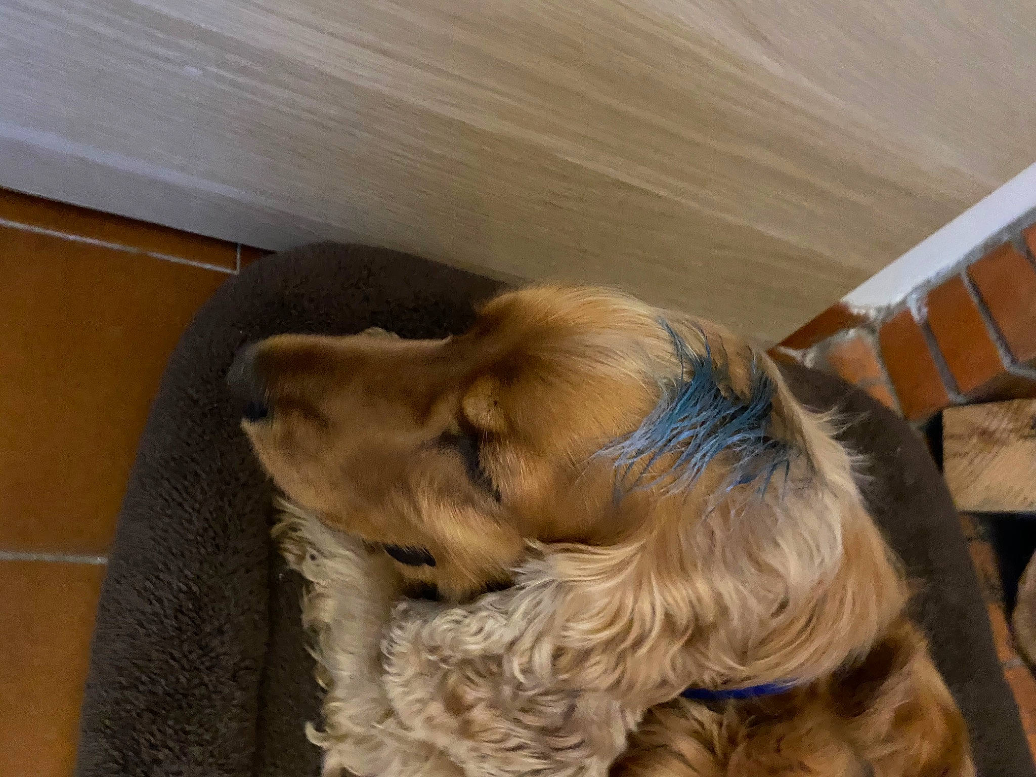 Einstein a rejoint le concours — aidez-le/la à gagner de superbes lots ! canidae, carnivore, companion_dog, dog, dog_breed, ear, english_cocker_spaniel, fawn, fur, nap, puppy, snout, spaniel, sporting_group