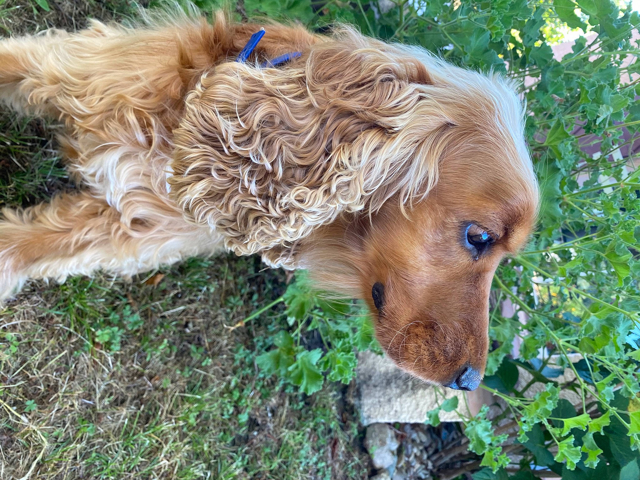 Einstein participe au concours pour gagner de l'argent avec cette photo : american_cocker_spaniel, canidae, carnivore, cocker_spaniel, companion_dog, dog, dog_breed, english_cocker_spaniel, fawn, german_spaniel, grass, irish_setter, mammal, nova_scotia_duck_tolling_retriever, setter, spaniel, spinone_italiano, sporting_group