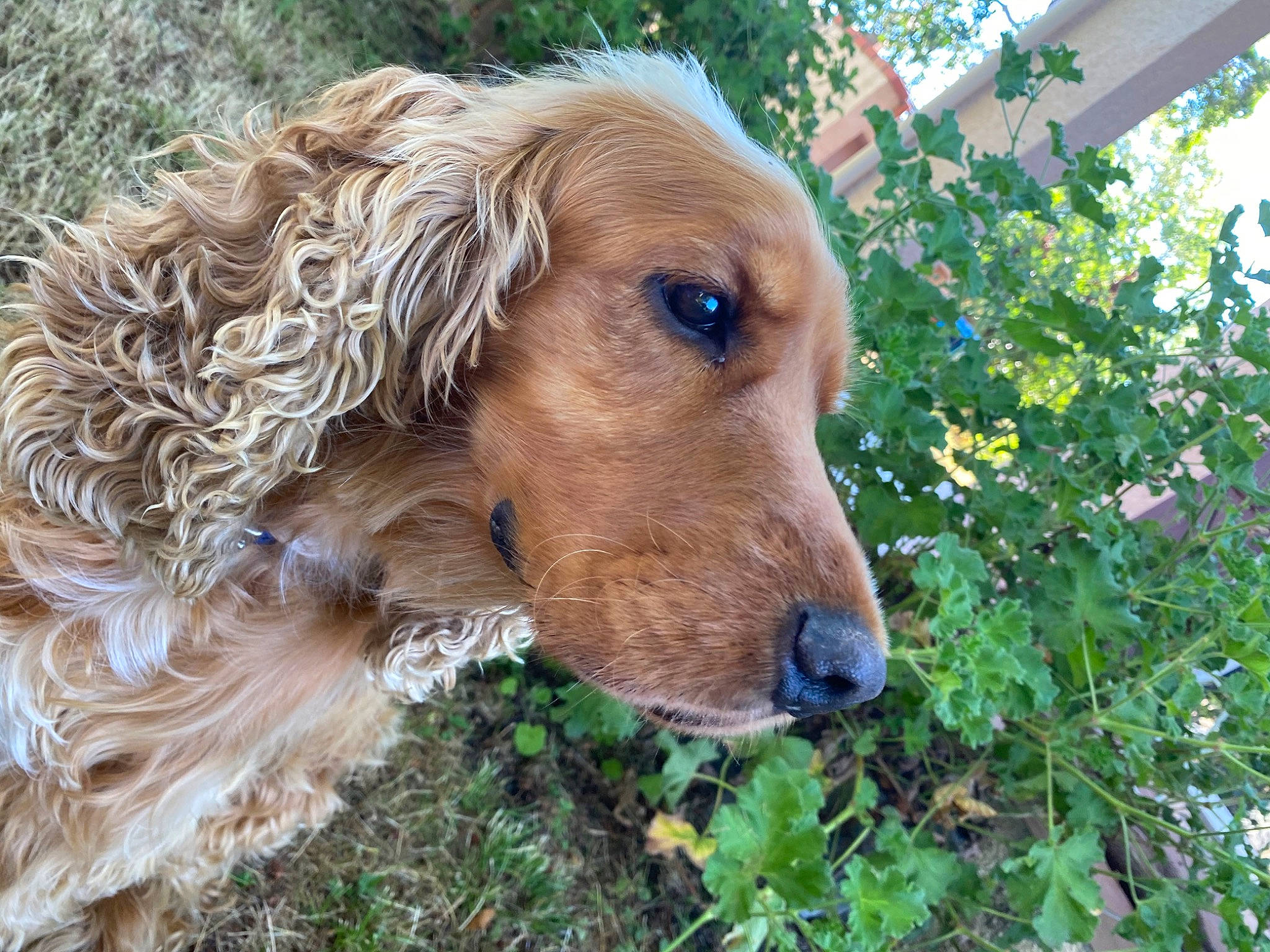 Einstein a rejoint le concours — aidez-le/la à gagner de superbes lots ! canidae, carnivore, cocker_spaniel, companion_dog, dog, dog_breed, english_cocker_spaniel, fawn, golden_retriever, mammal, rare_breed_dog, setter, spaniel, sporting_group, styrian_coarse_haired_hound, vertebrate