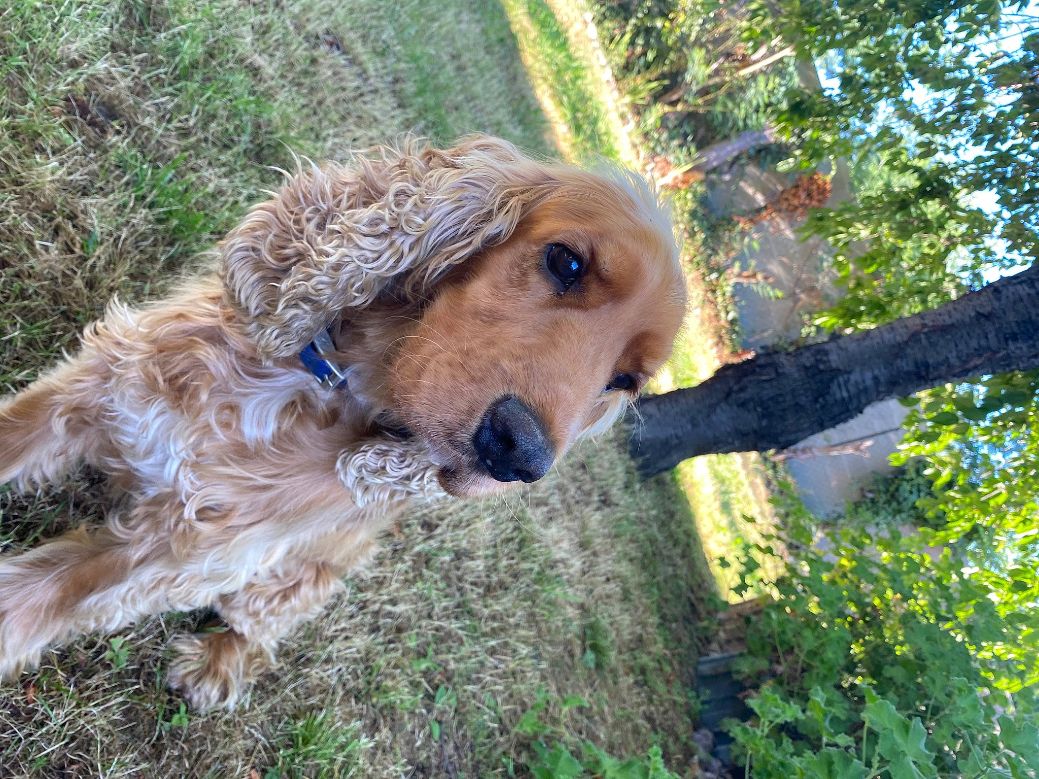 Einstein a rejoint le concours — aidez-le/la à gagner de superbes lots ! airedale_terrier, basset_fauve_de_bretagne, bosnian_coarse_haired_hound, canidae, carnivore, companion_dog, dog, dog_breed, mammal, snout, sporting_group, styrian_coarse_haired_hound, terrier, vertebrate