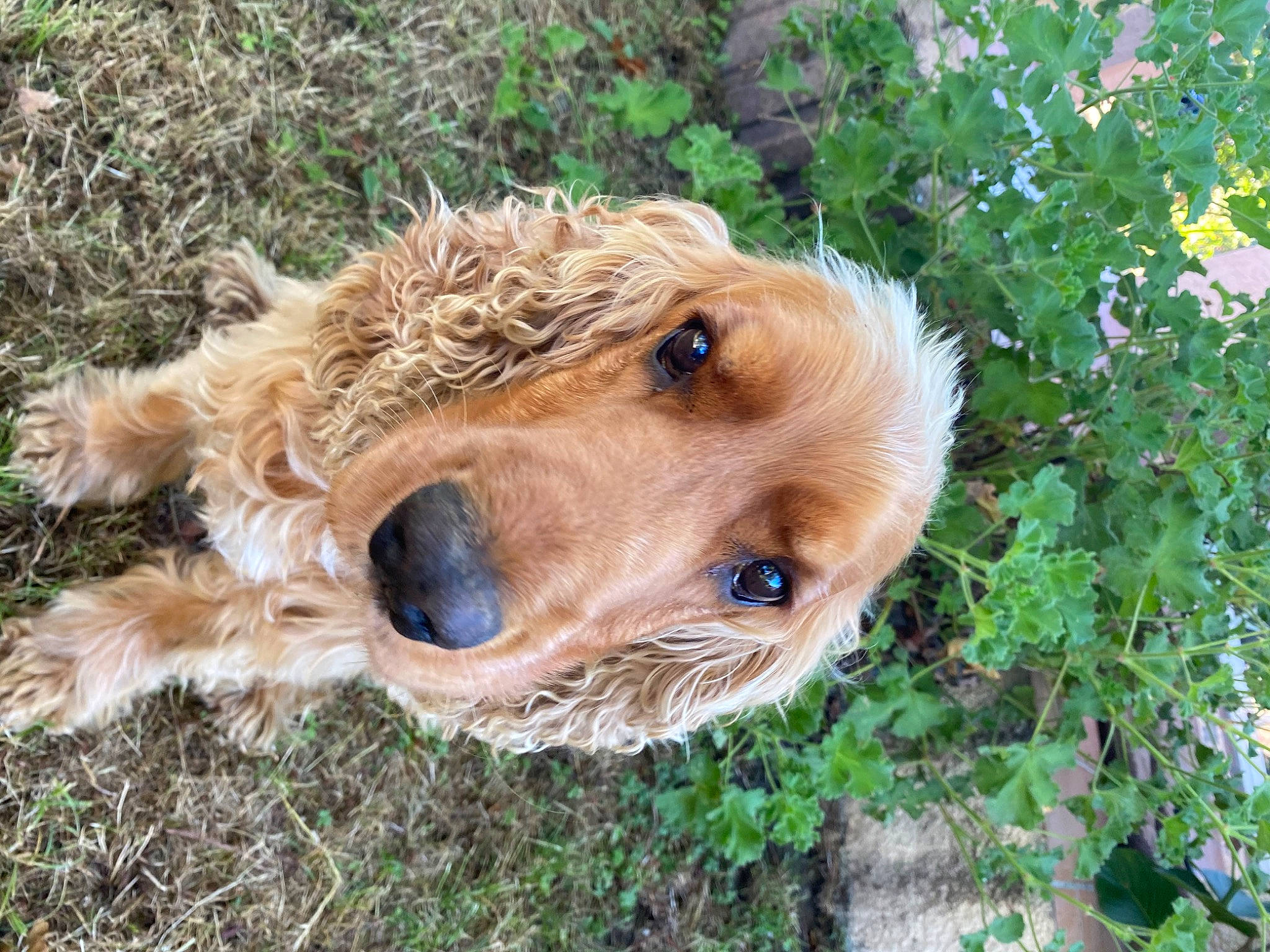 Einstein a rejoint le concours — aidez-le/la à gagner de superbes lots ! american_cocker_spaniel, basset_fauve_de_bretagne, canidae, carnivore, cocker_spaniel, companion_dog, dog, dog_breed, english_cocker_spaniel, fawn, goldendoodle, mammal, puppy, rare_breed_dog, sporting_group, styrian_coarse_haired_hound, terrier, vertebrate