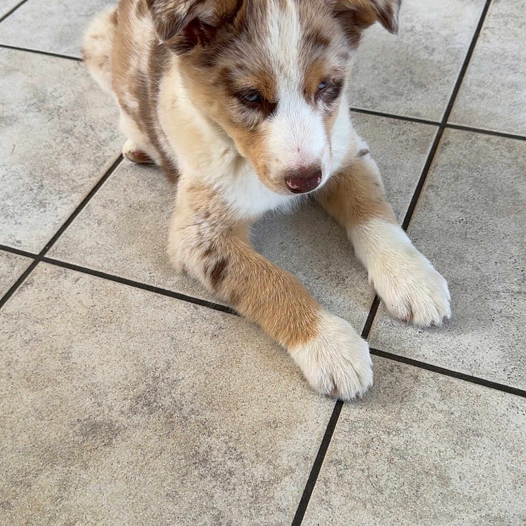Akira a rejoint le concours — aidez-le/la à gagner de superbes lots ! animal, brown, calm, canine, cute, dog, domestic, ears, floor, fur, indoor, looking_down, paws, pet, puppy, resting, small, tiled_floor, white, young
