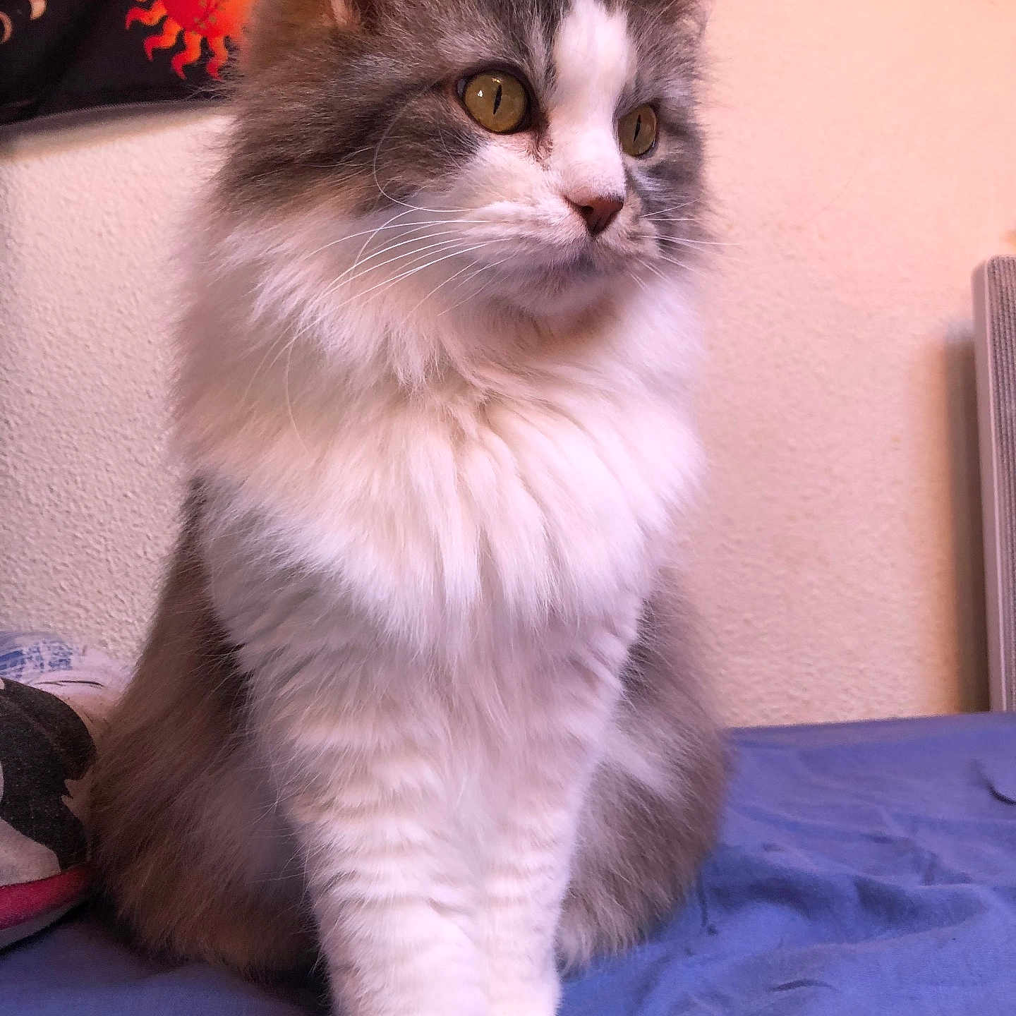 Ruby a rejoint le concours — aidez-le/la à gagner de superbes lots ! abyssinian, angora, animal, blanket, brasssection, cat, couch, furniture, hardwood, horn, indoors, kitten, manx, musicalinstrument, pet, siamese, wood