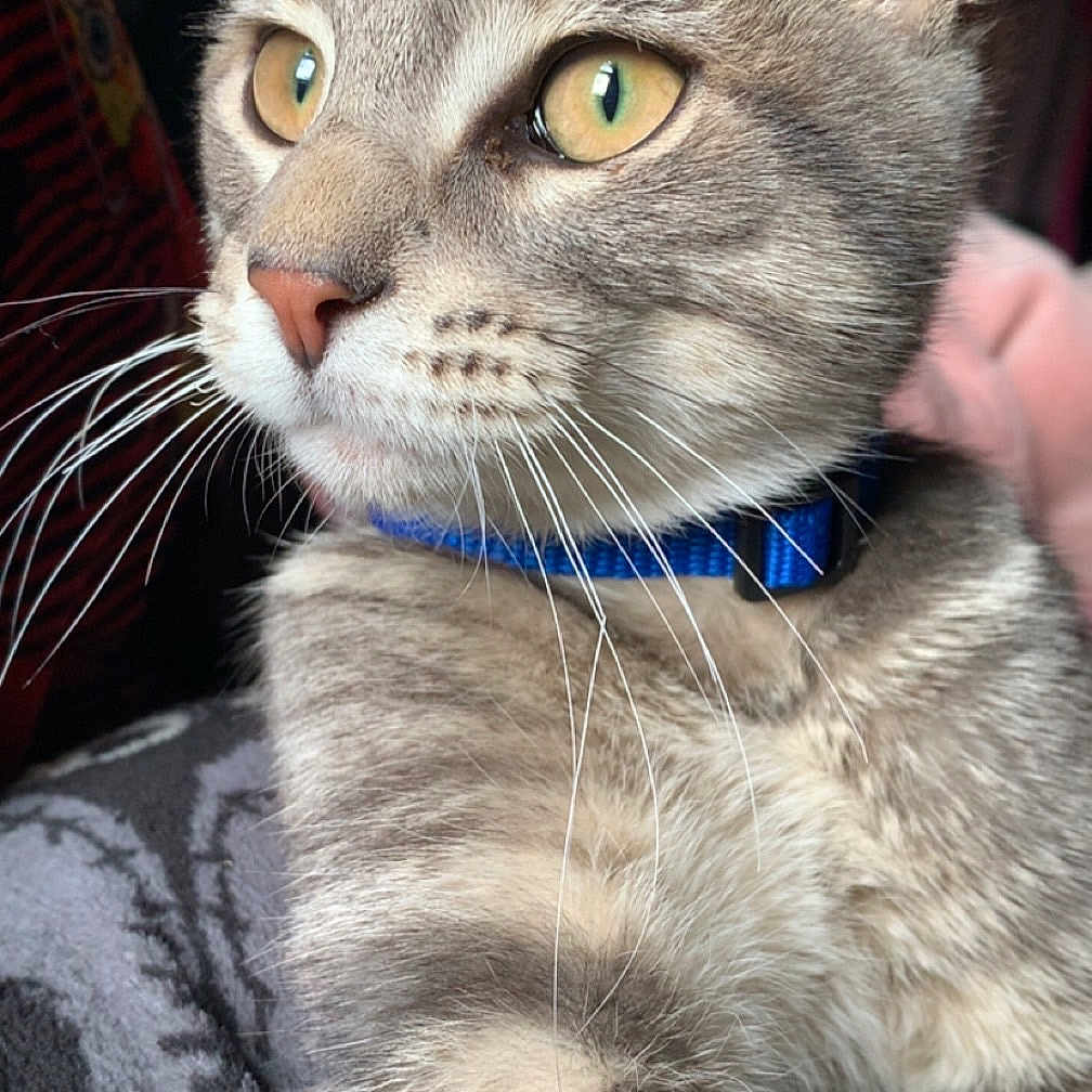 Mr.beans joined the competition — help win amazing prizes! cat, tabby, close_up, yellow_eyes, whiskers, blue_collar, pet, feline, domestic_animal, animal, resting, curious, fur, indoor, blanket, pattern, portrait, looking_away, soft_light, cute