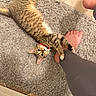cat, tabby_cat, pet, playing, leg, foot, red_collar, rug, gray_rug, floor, tile_floor, indoor, person, barefoot, stretching, clinging, cute, wide_eyes, feline, cozy