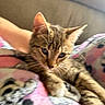 Nala joined the competition — help win amazing prizes! cat, kitten, tabby, fur, whiskers, ear, paw, blanket, pattern, colorful, fuzzy, cozy, indoor, pet, cute, animal, resting, soft, comfort, closeup
