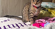 Nala joined the competition — help win amazing prizes! kitten, cat, tabby, collar, bell, bed, blanket, clothing, indoor, furniture, wood_paneling, pet, cute, young, animal, feline, curious, sitting, domestic, cozy