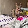 kitten, cat, tabby, collar, bell, bed, blanket, clothing, indoor, furniture, wood_paneling, pet, cute, young, animal, feline, curious, sitting, domestic, cozy