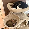 Nala is registered to the contest to win money with this photo: cat, cats, sleeping, resting, cat_tree, indoor, pet, feline, black_and_white_cat, tabby_cat, collar, cozy, fur, animal, cute, home, perch, basket, floor, tile_wall