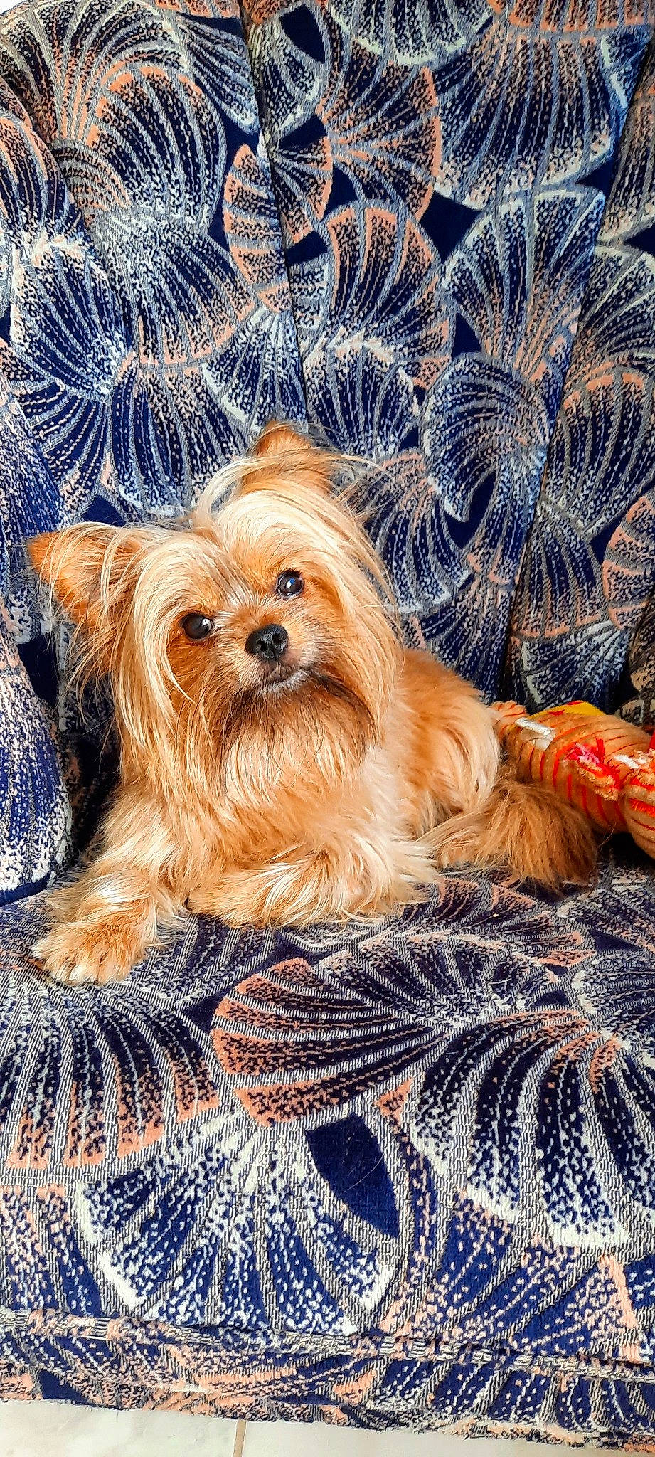 Kiwi a rejoint le concours — aidez-le/la à gagner de superbes lots ! biewer_terrier, canidae, carnivore, companion_dog, dog, dog_breed, dog_supply, fawn, fur, liver, non_sporting_group, small_terrier, snout, sporting_group, sunglasses, terrestrial_animal, terrier, toy_dog, working_animal, yorkipoo