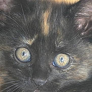 Petzouille a rejoint le concours — aidez-le/la à gagner de superbes lots ! animal, cat, close_up, curious, cute, domestic_cat, ears, eyes, face, feline, fur, indoor, kitten, nose, pet, portrait, soft, tortoiseshell, whiskers, young