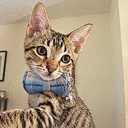 Celestial joined the competition — help win amazing prizes! animal, bell, bow_tie, cat, collar, curious, cute, domestic, ears, eyes, feline, fur, indoor, kitten, pet, portrait, striped, tabby, whiskers, young