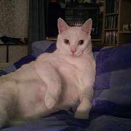 Spotty is registered to the contest to win money with this photo: