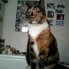 Poppet