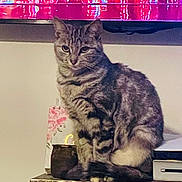 Louna participe au concours pour gagner de l'argent avec cette photo : cat, tabby, indoor, furniture, cabinet, decorative, artwork, red, pink, pet, animal, sitting, fur, whiskers, ears, eyes, home, household, relaxed, tabletop