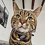 Salto a rejoint le concours — aidez-le/la à gagner de superbes lots ! cat, tabby, close_up, green_eyes, collar, whiskers, indoor, pet, curious, feline, portrait, animal, ears, face, looking, domestic_cat, striped, fur, house, background