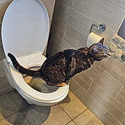 Salto a rejoint le concours — aidez-le/la à gagner de superbes lots ! cat, tabby_cat, toilet, bathroom, tile_floor, tile_wall, toilet_paper, pet, animal, curious, indoor, open_toilet_seat, collar, feline, side_view, shadow, domestic_cat, floor_tile, wall_tile, bathroom_accessory