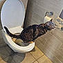 cat, tabby_cat, toilet, bathroom, tile_floor, tile_wall, toilet_paper, pet, animal, curious, indoor, open_toilet_seat, collar, feline, side_view, shadow, domestic_cat, floor_tile, wall_tile, bathroom_accessory