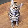 Salto participe au concours pour gagner de l'argent avec cette photo : cat, tabby, pet, animal, wooden_floor, collar, curious, ears, whiskers, sitting, indoor, feline, stripes, cute, young, looking_up, domestic, fur, paws, eyes