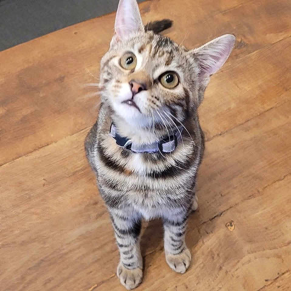 Salto participe au concours pour gagner de l'argent avec cette photo : animal, cat, collar, curious, cute, domestic, ears, eyes, feline, fur, indoor, looking_up, paws, pet, sitting, stripes, tabby, whiskers, wooden_floor, young