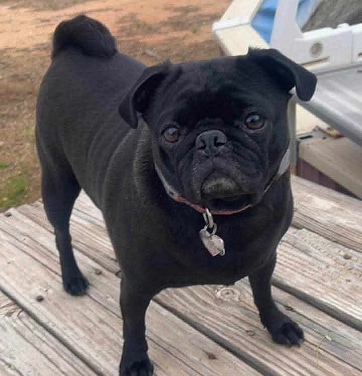 Minnie joined the competition — help win amazing prizes! dog, pug, black_dog, pet, outdoor, wooden_deck, collar, animal, canine, standing, looking, curious, ears, tail, fur, snout, eyes, daylight, nature, playful