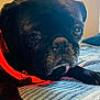 Minnie is registered to the contest to win money with this photo: dog, pug, pet, black_dog, collar, bed, blanket, resting, close_up, indoor, animal, cute, fur, paw, portrait, sleepy, nose, whiskers, domestic_animal, companion