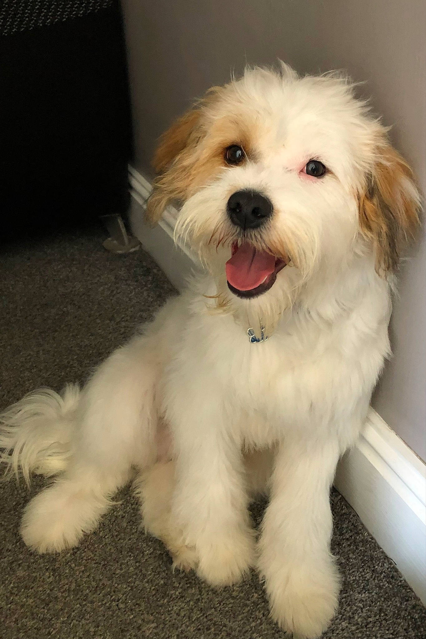 Kobe joined the competition — help win amazing prizes! canidae, carnivore, companion_dog, dog, dog_breed, dog_collar, fang, fur, labradoodle, mal_shi, maltepoo, non_sporting_group, puppy, small_terrier, snout, sporting_group, terrier, toy_dog, water_dog, working_animal