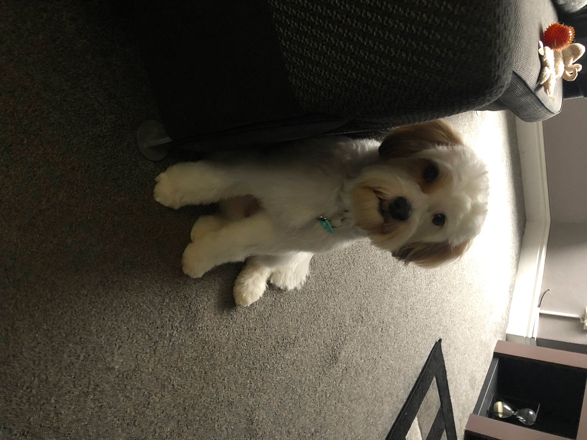 Kobe joined the competition — help win amazing prizes! audio_equipment, canidae, carmine, carnivore, companion_dog, dog, dog_breed, felidae, floor, flooring, fun, fur, picture_frame, room, small_to_medium_sized_cats, sporting_group, stuffed_toy, tail, toy, wood