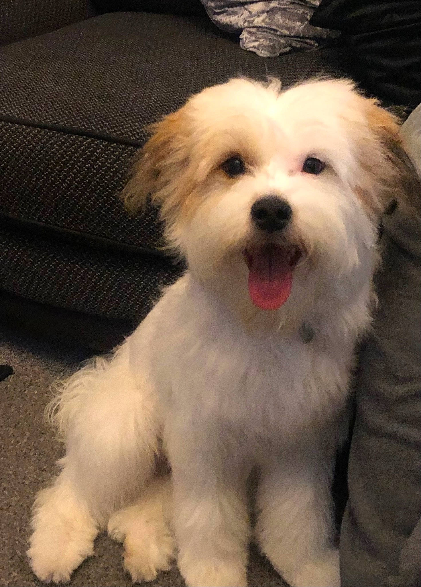 Kobe joined the competition — help win amazing prizes! canidae, carnivore, companion_dog, dog, dog_breed, dog_collar, fur, mal_shi, maltepoo, non_sporting_group, puppy, small_terrier, snout, sporting_group, toy_dog, water_dog, working_animal