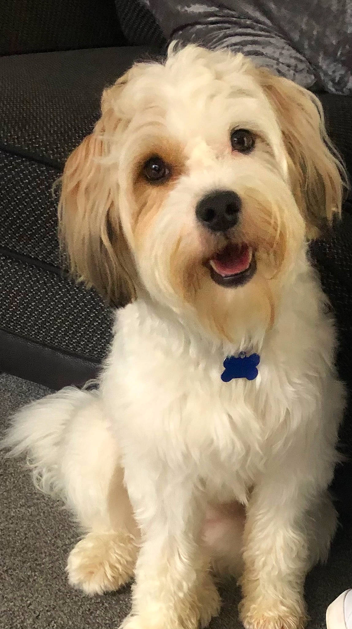 Kobe is registered to the contest to win money with this photo: canidae, carnivore, companion_dog, dog, dog_breed, dog_collar, fur, labradoodle, maltepoo, non_sporting_group, puppy, puppy_love, small_terrier, snout, sporting_group, terrier, toy_dog, water_dog, working_animal, yorkipoo