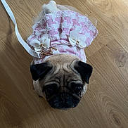 Luna joined the competition — help win amazing prizes! pug, dog, pet, dress, pink, bows, wooden_floor, indoor, cute, small_dog, looking_up, leash, animal, companion, adorable, fur, canine, domestic_animal, outfit, flooring