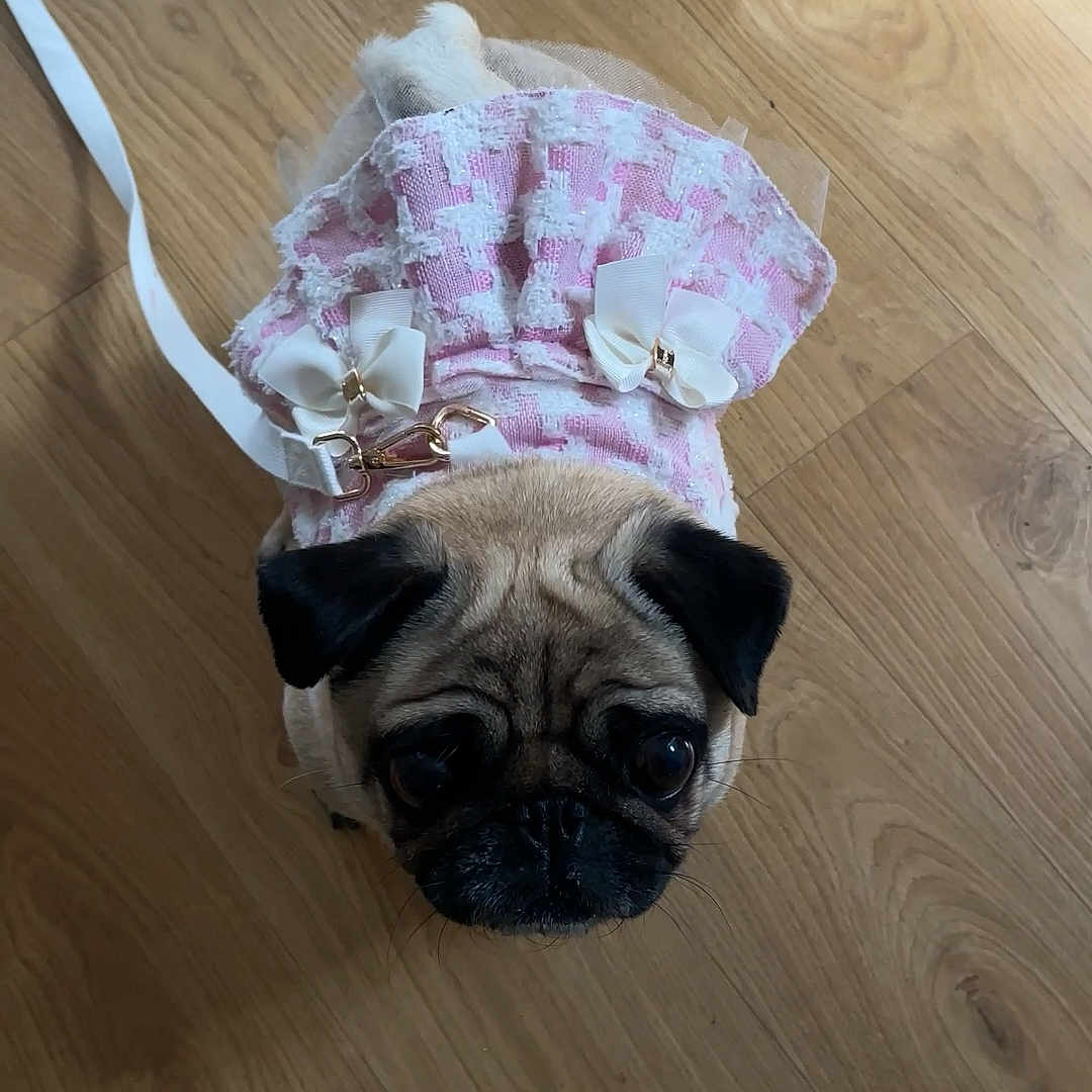 Luna joined the competition — help win amazing prizes! adorable, animal, bows, canine, companion, cute, dog, domestic_animal, dress, flooring, fur, indoor, leash, looking_up, outfit, pet, pink, pug, small_dog, wooden_floor