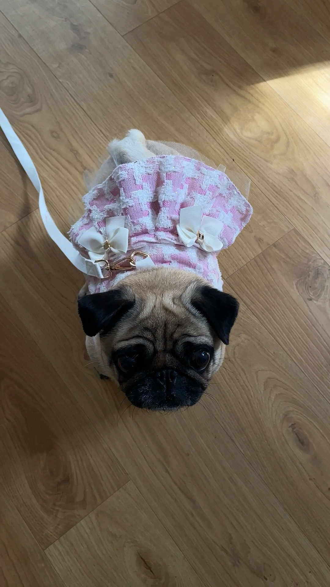 Luna joined the competition — help win amazing prizes! pug, dog, pet, dress, pink, bows, wooden_floor, indoor, cute, small_dog, looking_up, leash, animal, companion, adorable, fur, canine, domestic_animal, outfit, flooring