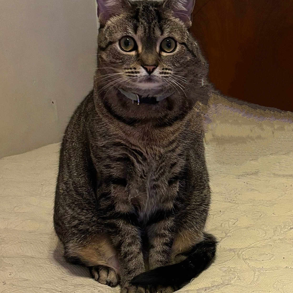 Toni Rodriguez joined the competition — help win amazing prizes! animal, bed, cat, cozy, curious, cute, domestic, ears, eyes, feline, fur, house, indoor, mammal, pet, resting, sitting, tabby, tail, whiskers