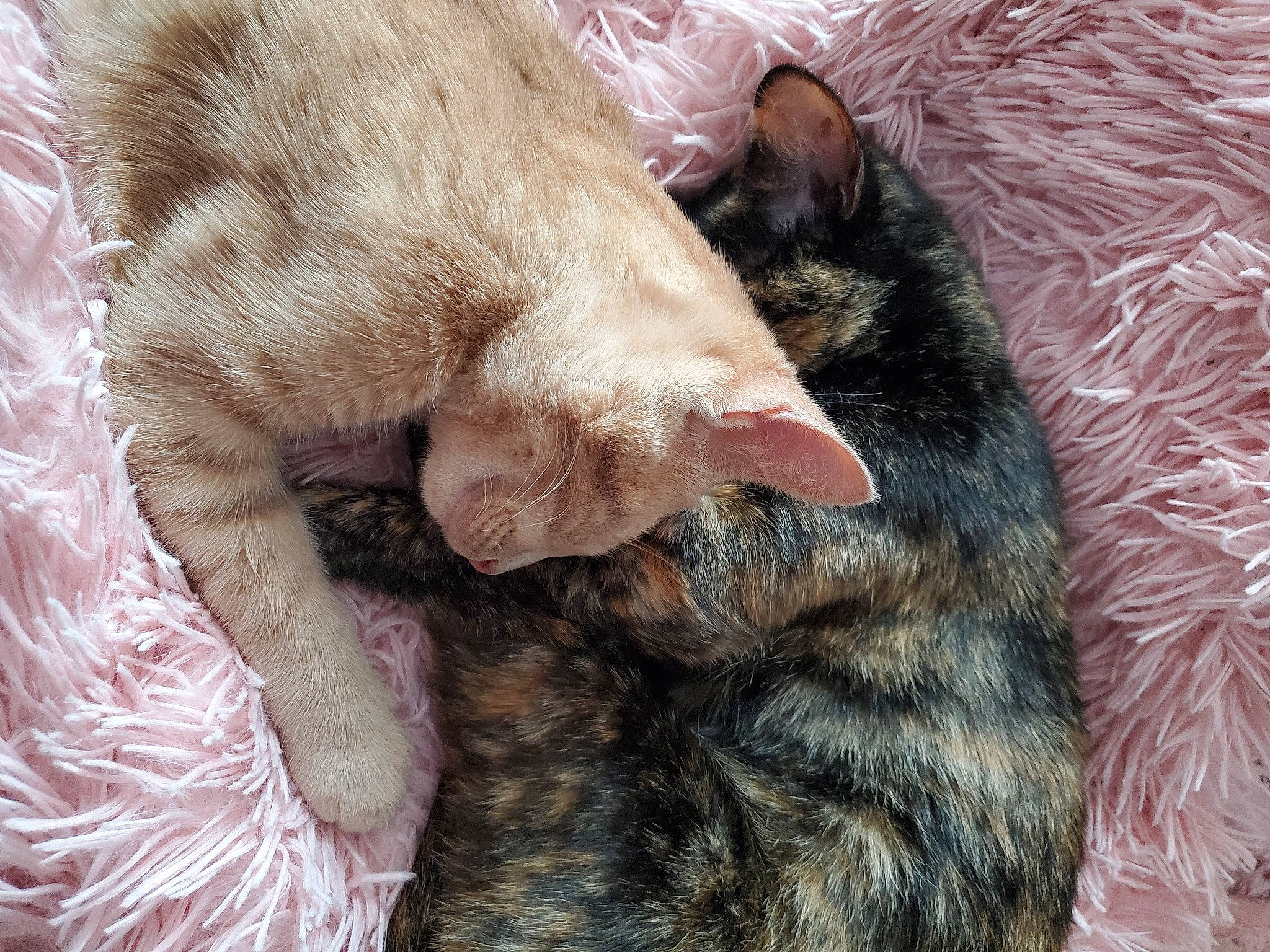 Maynard is registered to the contest to win money with this photo: carnivore, cat, claw, close_up, comfort, domestic_short_haired_cat, ear, fawn, felidae, fur, nap, paw, sleep, small_to_medium_sized_cats, snout, tail, terrestrial_animal, whiskers