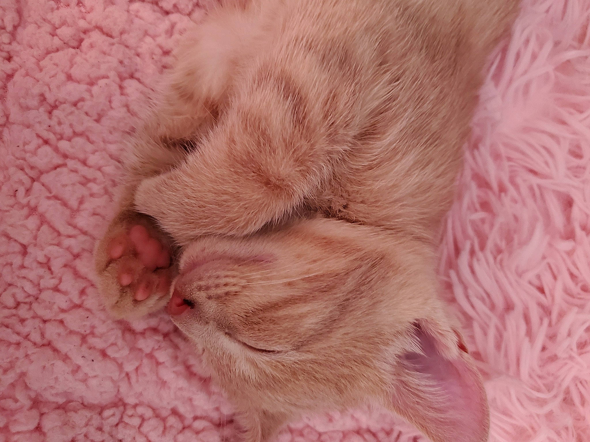 Maynard joined the competition — help win amazing prizes! animal_product, carnivore, cat, comfort, fawn, felidae, fur, fur_clothing, linens, magenta, nap, peach, pink, small_to_medium_sized_cats, snout, tail, thread, whiskers, wool, wrinkle