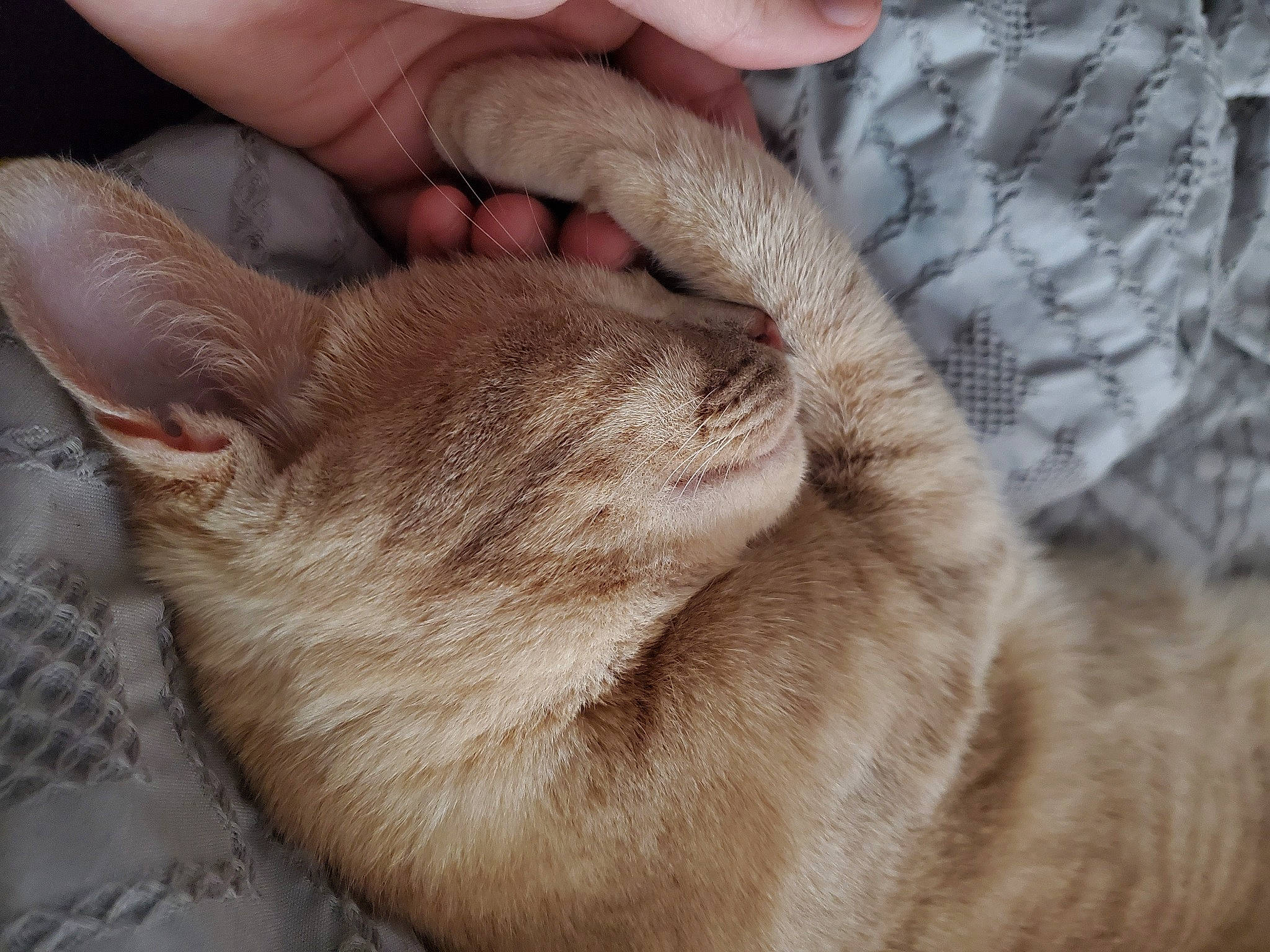 Maynard joined the competition — help win amazing prizes! carnivore, cat, claw, close_up, comfort, domestic_short_haired_cat, ear, fawn, felidae, finger, fur, gesture, hand, nail, paw, small_to_medium_sized_cats, snout, thumb, whiskers, wrinkle