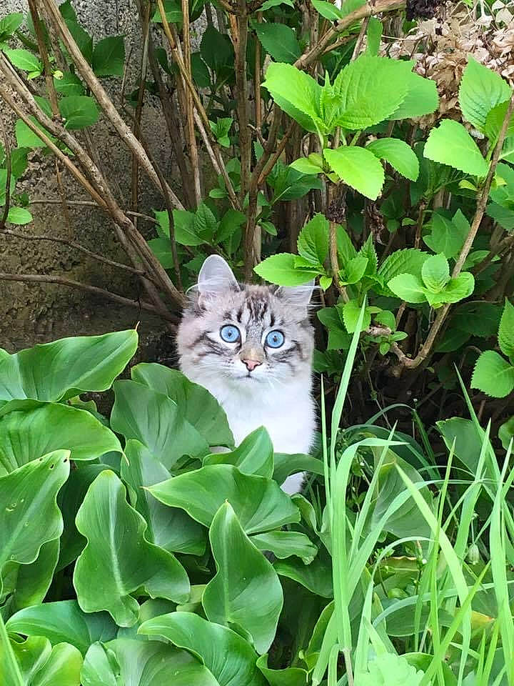 Laska a rejoint le concours — aidez-le/la à gagner de superbes lots ! botany, carnivore, cat, domestic_short_haired_cat, fawn, felidae, grass, grass_family, groundcover, nature, plant, shrub, small_to_medium_sized_cats, snout, tail, terrestrial_animal, terrestrial_plant, vegetation, whiskers, wood