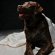 Vega joined the competition — help win amazing prizes! animal_portrait, black_background, brown_fur, chocolate_labrador, close_up, dog, eyes, fabric, face, floor, labrador_retriever, looking_up, mouth, paws, pet, sheet, studio_portrait, tongue, well_lit, wood_floor