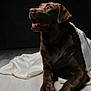 animal_portrait, black_background, brown_fur, chocolate_labrador, close_up, dog, eyes, fabric, face, floor, labrador_retriever, looking_up, mouth, paws, pet, sheet, studio_portrait, tongue, well_lit, wood_floor