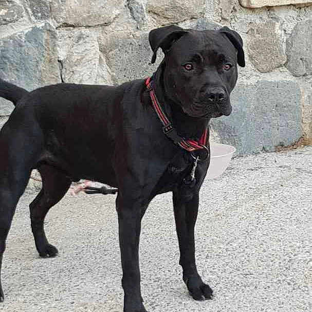 Max