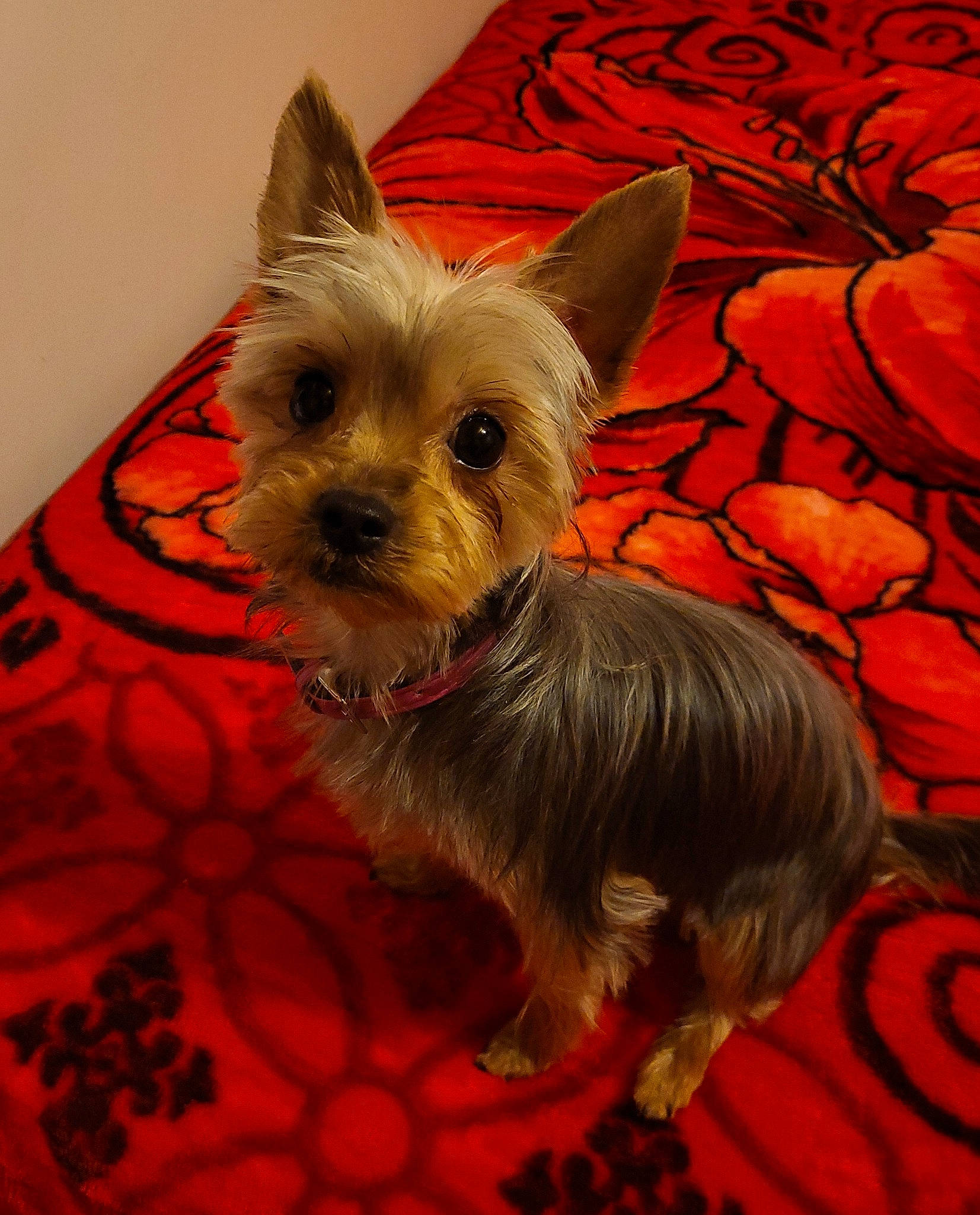 Diana a rejoint le concours — aidez-le/la à gagner de superbes lots ! biewer_terrier, canidae, carnivore, companion_dog, dog, dog_breed, dog_supply, fawn, fur, mammal, non_sporting_group, small_terrier, snout, sporting_group, terrestrial_animal, toy_dog, working_animal