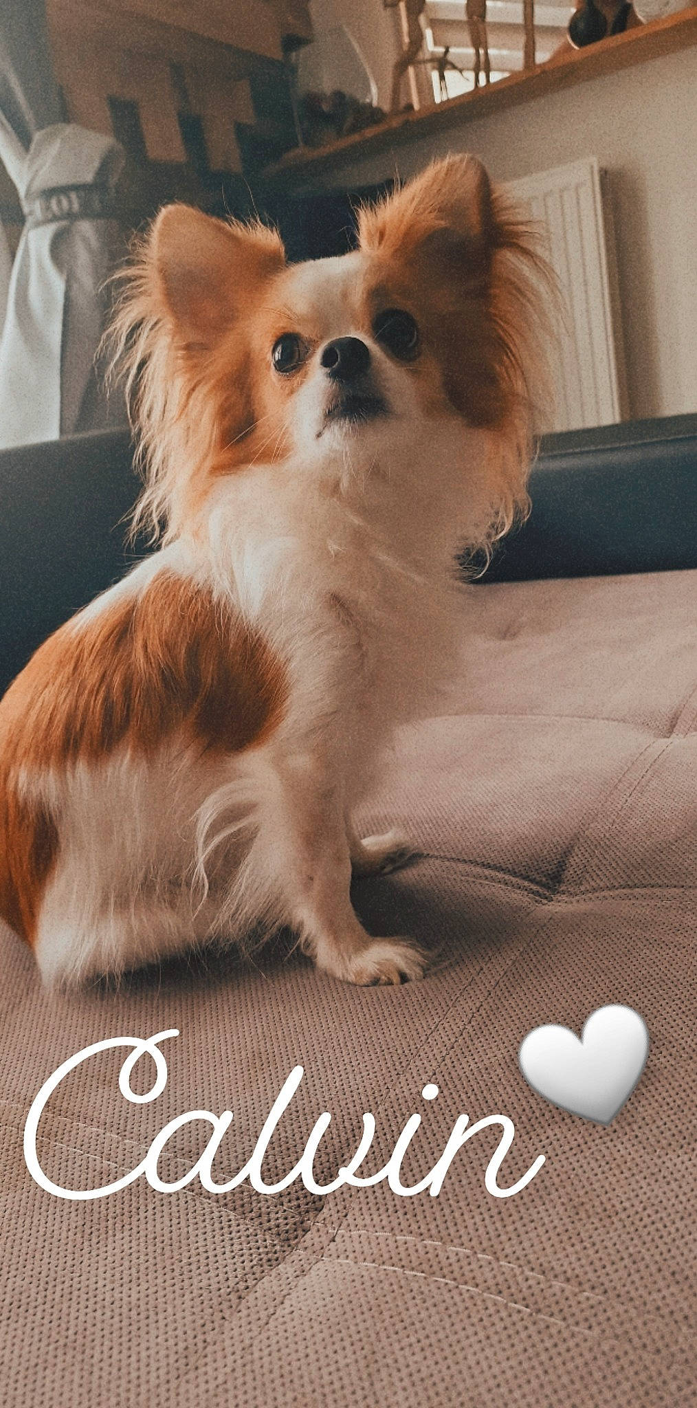 Calvin a rejoint le concours — aidez-le/la à gagner de superbes lots ! canidae, carnivore, companion_dog, corgi_chihuahua, dog, dog_breed, dog_supply, fawn, font, fur, liver, papillon, pet_supply, photo_caption, snout, sporting_group, terrestrial_animal, toy_dog, whiskers, working_animal