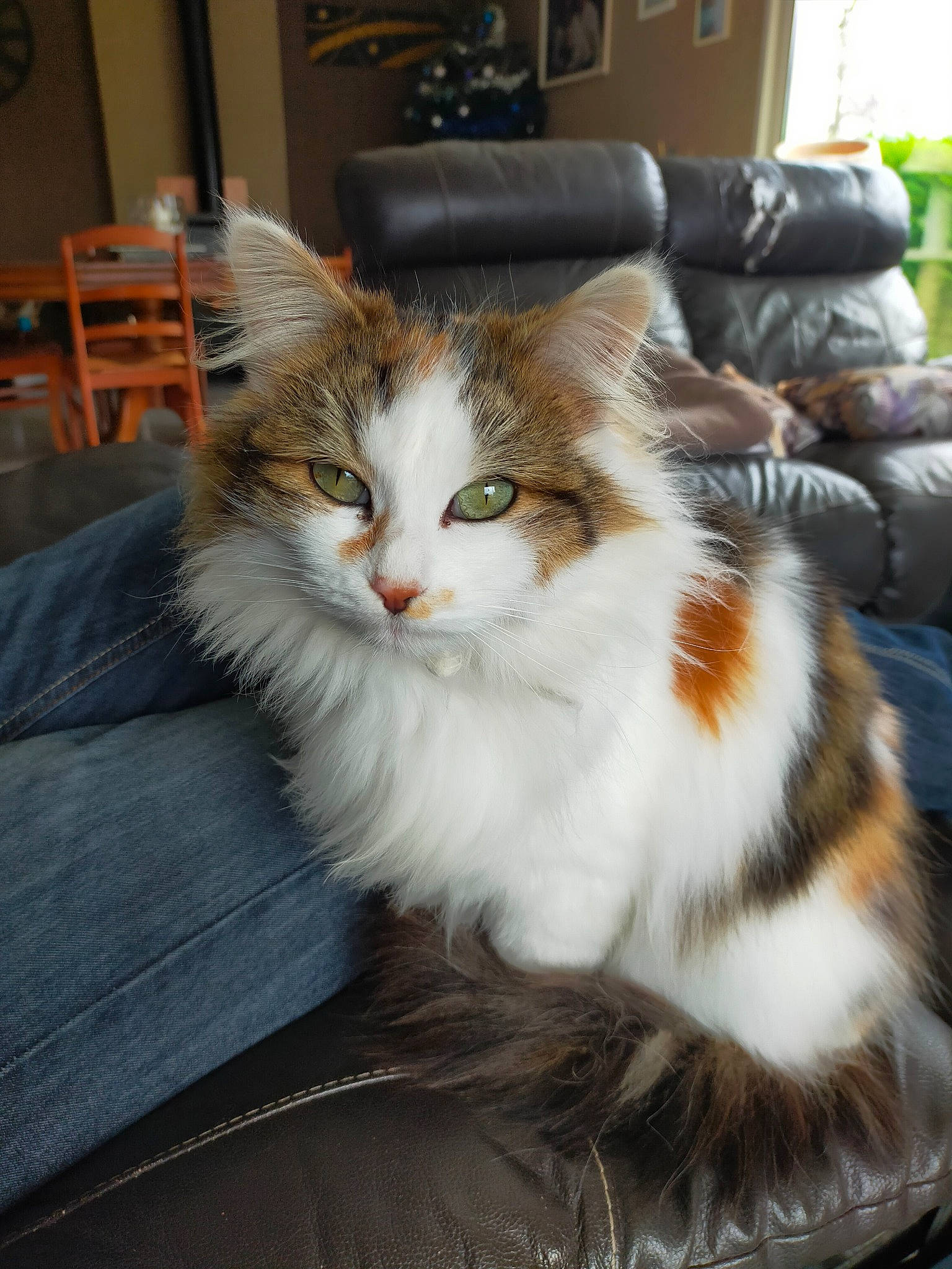 Chat a rejoint le concours — aidez-le/la à gagner de superbes lots ! carnivore, cat, claw, comfort, domestic_short_haired_cat, door, fawn, felidae, fur, paw, picture_frame, plant, sitting, small_to_medium_sized_cats, snout, tail, tree, whiskers, window, wood