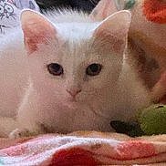 Angel is registered to the contest to win money with this photo: cat, white_cat, pet, animal, feline, fluffy, indoor, blanket, cozy, cute, resting, lying_down, looking, ears, eyes, soft, domestic_animal, colorful, cartoon, fabric