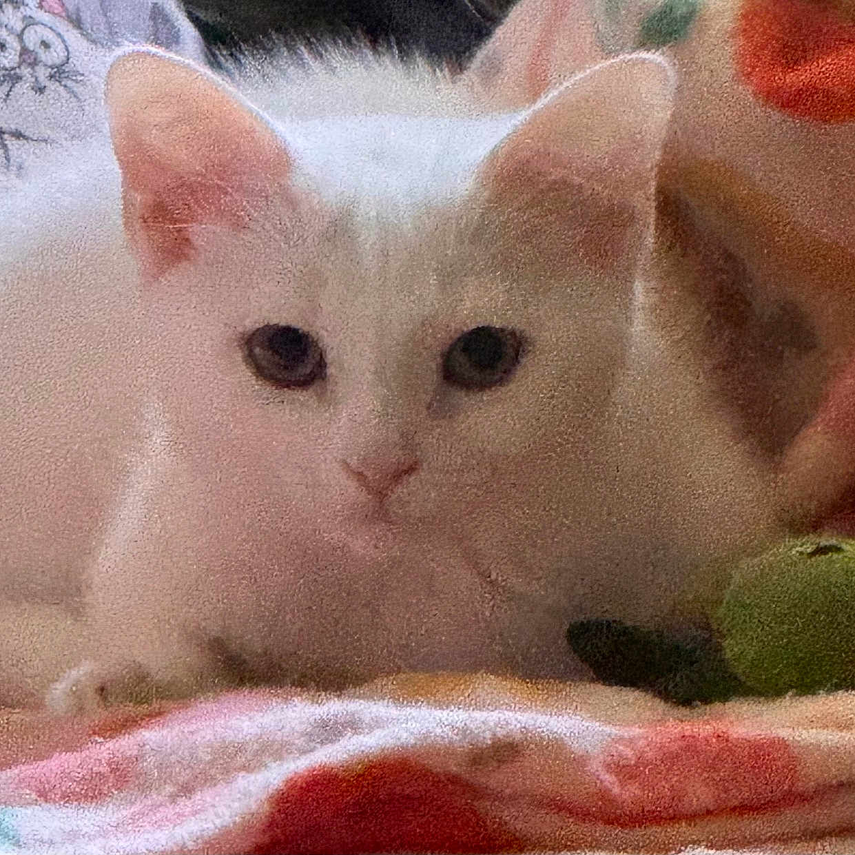 Angel is registered to the contest to win money with this photo: animal, blanket, cartoon, cat, colorful, cozy, cute, domestic_animal, ears, eyes, fabric, feline, fluffy, indoor, looking, lying_down, pet, resting, soft, white_cat