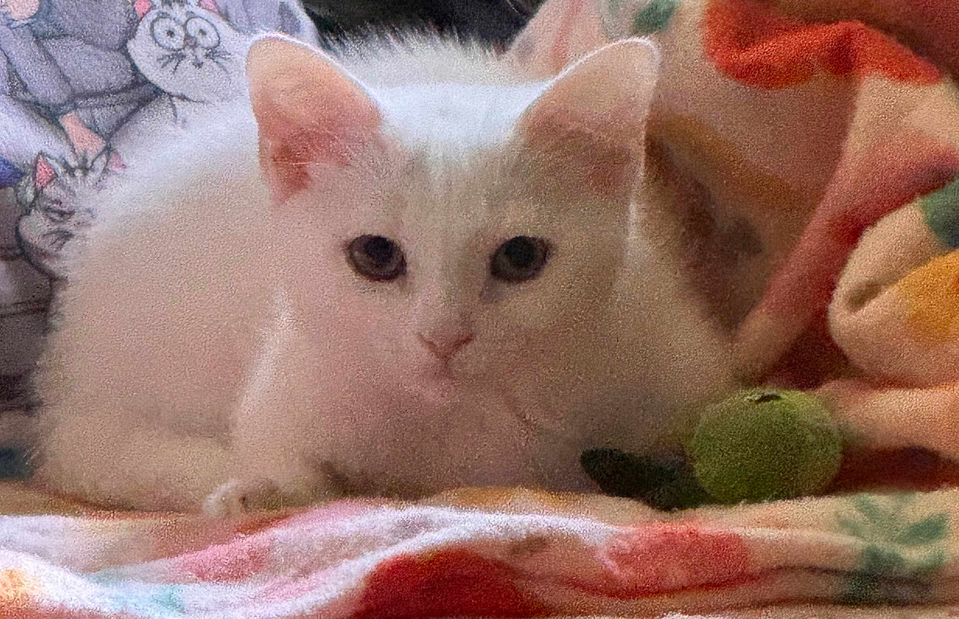 Angel is registered to the contest to win money with this photo: cat, white_cat, pet, animal, feline, fluffy, indoor, blanket, cozy, cute, resting, lying_down, looking, ears, eyes, soft, domestic_animal, colorful, cartoon, fabric