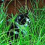 cat, black_and_white_cat, grass, greenery, plants, outdoor, fence, toy_car, small_car, nature, pet, animal, whiskers, fur, hidden, camouflage, backyard, leafy, quiet, stealth