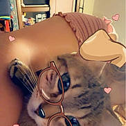 Ginger joined the competition — help win amazing prizes! cat, glasses_filter, hearts, person, pink_shorts, whiskers, indoor, feline, closeup, cute, pet, animal, filter, digital_art, love, playful, cozy, resting, domestic, portrait