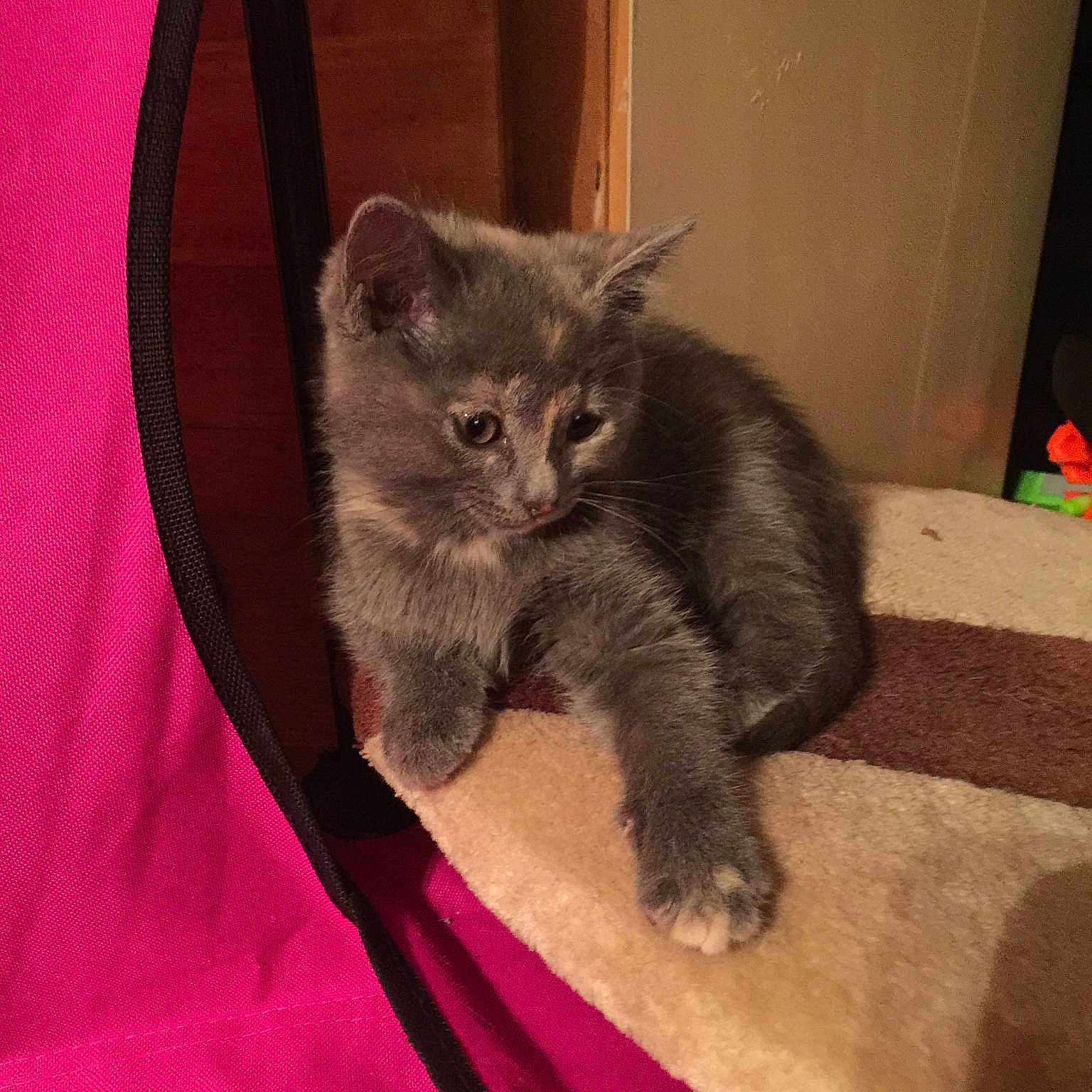Selina